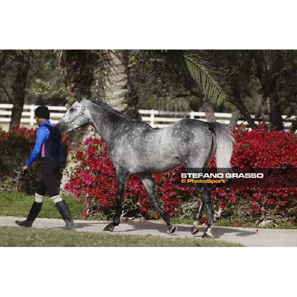 Al Shahania Farm Doha, 27th february 2008 ph. Stefano Grasso