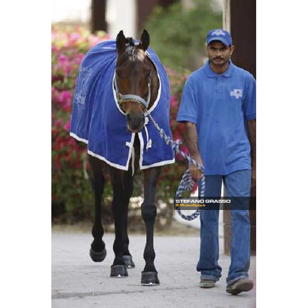 Al Shahania Farm Doha, 27th february 2008 ph. Stefano Grasso