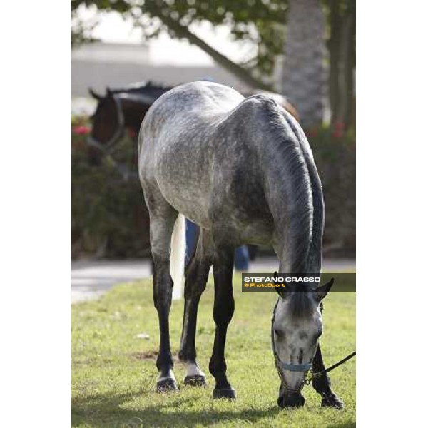 Al Shahania Farm Doha, 27th february 2008 ph. Stefano Grasso