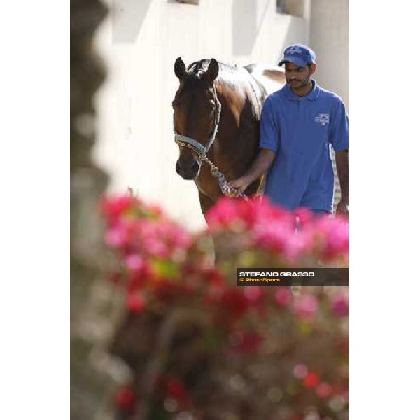 Al Shahania Farm Doha, 27th february 2008 ph. Stefano Grasso