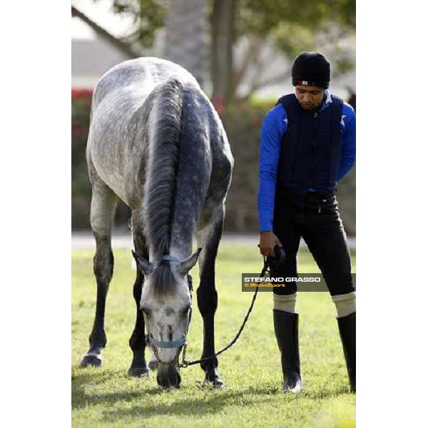 Al Shahania Farm Doha, 27th february 2008 ph. Stefano Grasso