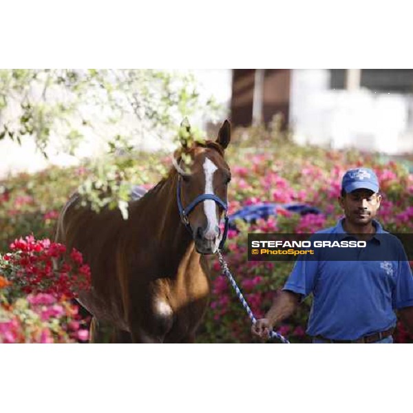 Al Shahania Farm Doha, 27th february 2008 ph. Stefano Grasso