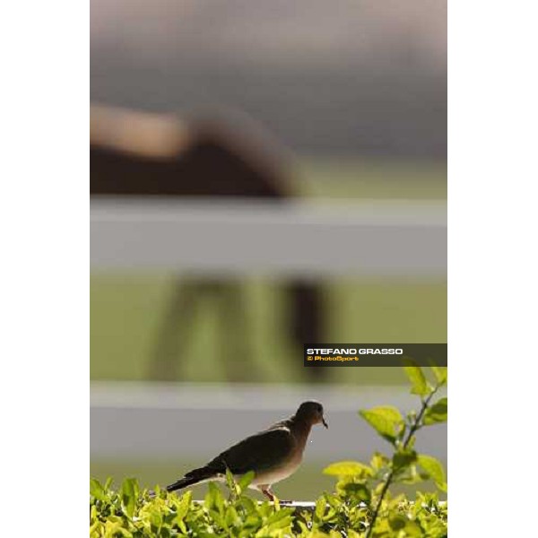 Al Shahania Farm Doha, 27th february 2008 ph. Stefano Grasso