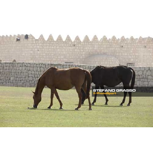 Al Shahania Farm Doha, 27th february 2008 ph. Stefano Grasso