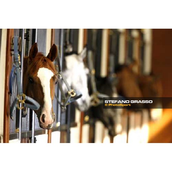 Al Shahania Farm Doha, 27th february 2008 ph. Stefano Grasso