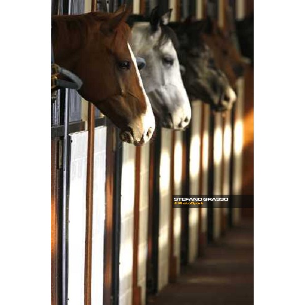 Al Shahania Farm Doha, 27th february 2008 ph. Stefano Grasso