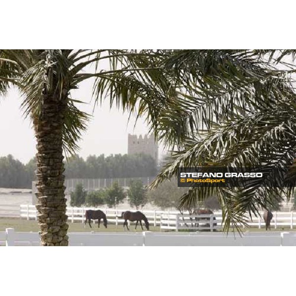 Al Shahania Farm Doha, 27th february 2008 ph. Stefano Grasso