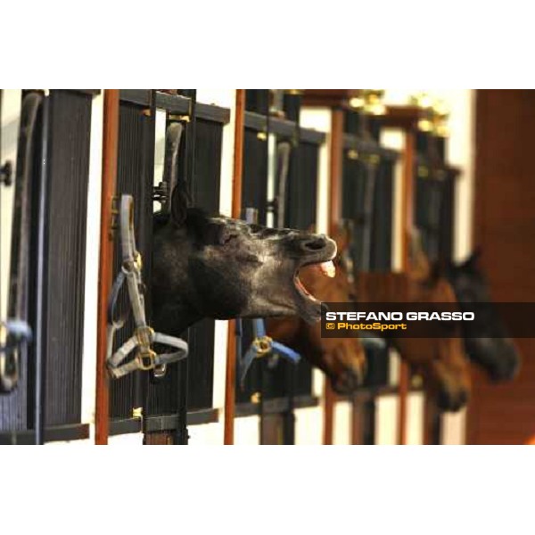 Al Shahania Farm Doha, 27th february 2008 ph. Stefano Grasso