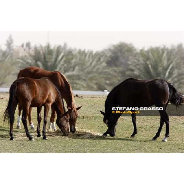 Al Shahania Farm Doha, 27th february 2008 ph. Stefano Grasso