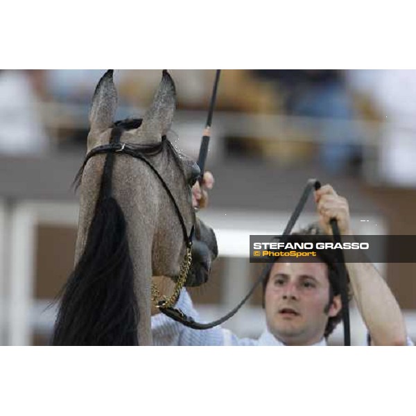 17th Qatar International Arabian Horse Show Doha, 25th february 2008 ph. Stefano Grasso