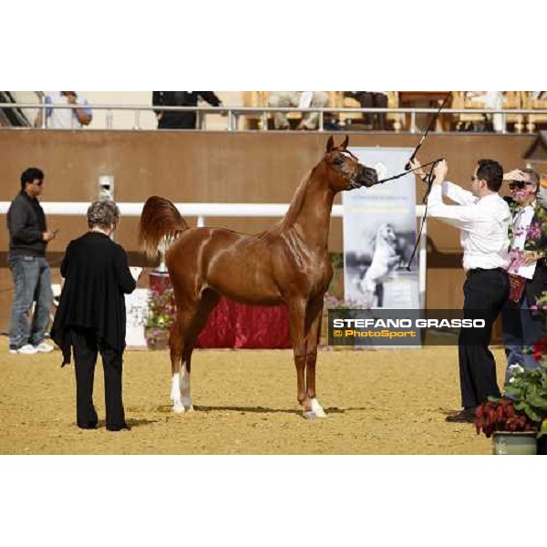 17th Qatar International Arabian Horse Show Doha, 25th february 2008 ph. Stefano Grasso