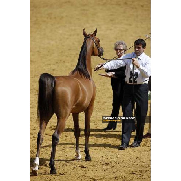 17th Qatar International Arabian Horse Show Doha, 25th february 2008 ph. Stefano Grasso