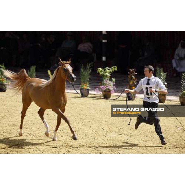 17th Qatar International Arabian Horse Show Doha, 25th february 2008 ph. Stefano Grasso