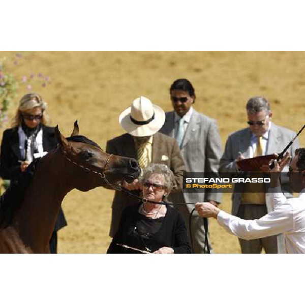 17th Qatar International Arabian Horse Show Doha, 25th february 2008 ph. Stefano Grasso