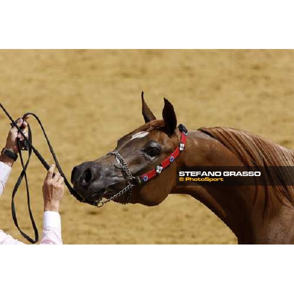 a horse during the 17th Qatar International Arabian Horse Show Doha, 25th february 2008 ph. Stefano Grasso