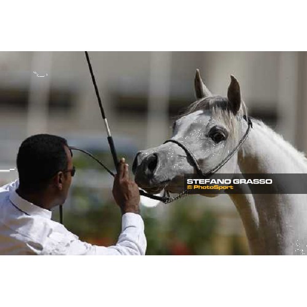 Nashwa Elsafinat, 3 years old filly during the 17th Qatar International Arabian Horse Show Doha, 25th february 2008 ph. Stefano Grasso
