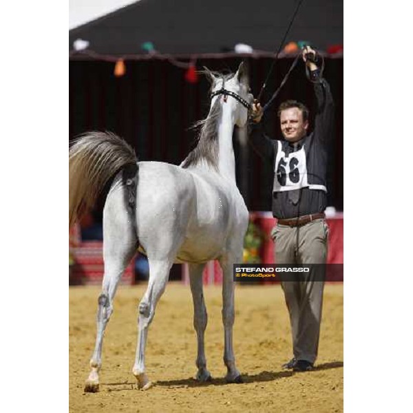 17th Qatar International Arabian Horse Show Doha, 25th february 2008 ph. Stefano Grasso