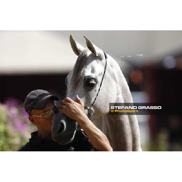 17th Qatar International Arabian Horse Show Doha, 25th february 2008 ph. Stefano Grasso