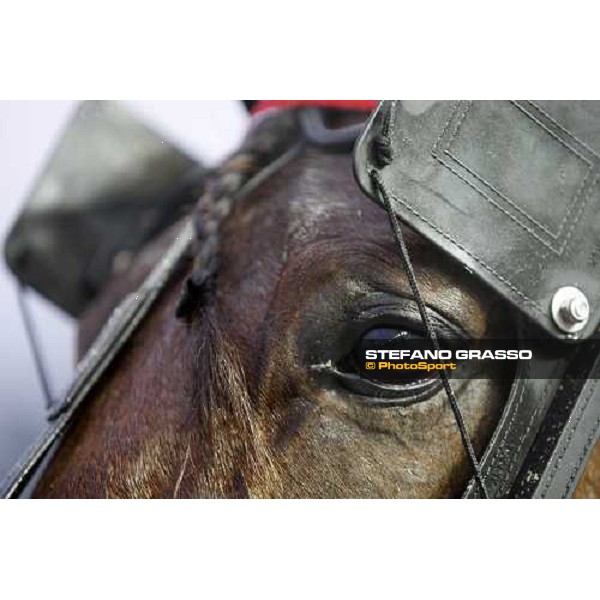 a very close up for Algiers Hall winner of the Gran Premio Ponte Vecchio Firenze, 9th march 2008 ph. Stefano Grasso