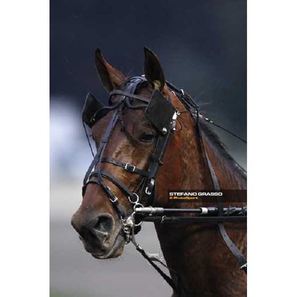 close up for Algiers Hall flies to the line and wins the Gran Premio Ponte Vecchio Firenze, 9th march 2008 ph. Stefano Grasso