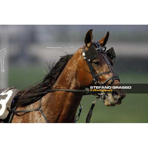 close up for Algiers Hall flies to the line and wins the Gran Premio Ponte Vecchio Firenze, 9th march 2008 ph. Stefano Grasso