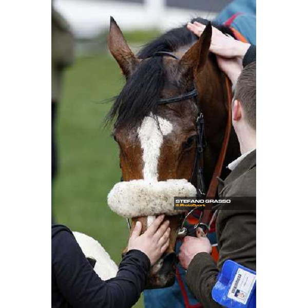 congratulations for Captain Cee Bee winner of the Anglo Irish Supreme Novices\' Hurdle Race Cheltenham The Festival , 1st day 11th march 2008 ph. Stefano Grasso