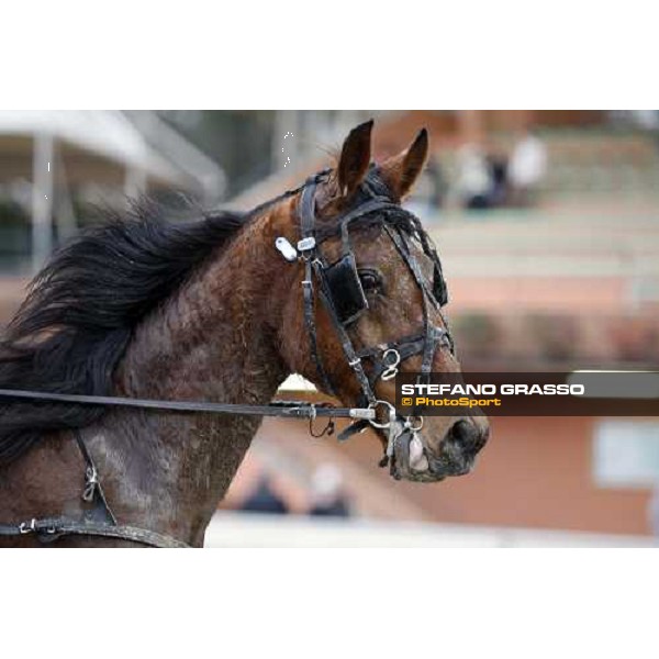 close up for Lethal Mast winner of Gran Premio Dante Firenze Le Mulina, 9th march 2008 ph. Stefano Grasso