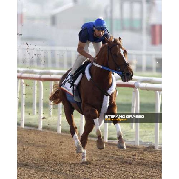 Curlin during morning track works at Nad El Sheba racetrack Dubai, Nad El Sheba, 24th march 2008 ph. Stefano Grasso