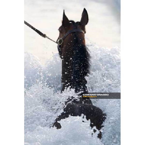 a horse trains in the pool at Nad El Sheba racetrack Dubai, Nad El Sheba, 24th march 2008 ph. Stefano Grasso