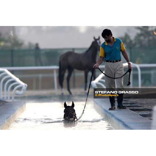 a horse trains in the pool at Nad El Sheba racetrack Dubai, Nad El Sheba, 24th march 2008 ph. Stefano Grasso