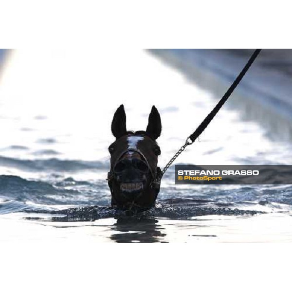 a horse trains in the pool at Nad El Sheba racetrack Dubai, Nad El Sheba, 24th march 2008 ph. Stefano Grasso