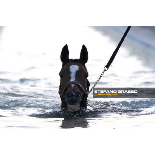 a horse trains in the pool at Nad El Sheba racetrack Dubai, Nad El Sheba, 24th march 2008 ph. Stefano Grasso
