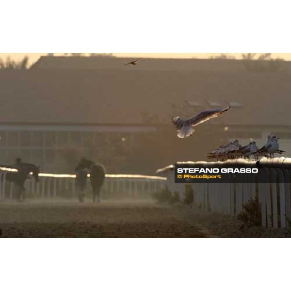 horses come back to the stable after morning track works at Nad El Sheba racetrack Dubai, Nad El Sheba, 24th march 2008 ph. Stefano Grasso