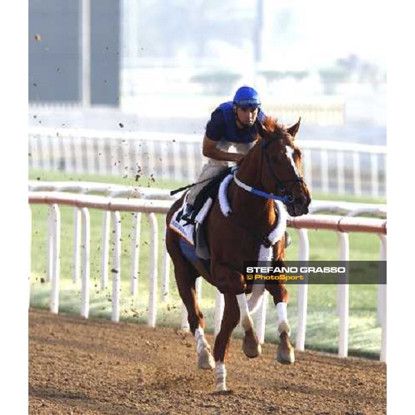 Curlin during morning track works at Nad El Sheba racetrack Dubai, Nad El Sheba, 24th march 2008 ph. Stefano Grasso