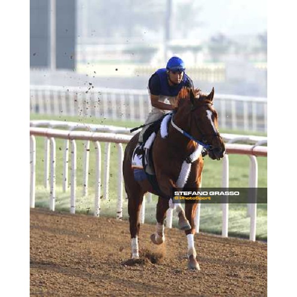 Curlin during morning track works at Nad El Sheba racetrack Dubai, Nad El Sheba, 24th march 2008 ph. Stefano Grasso