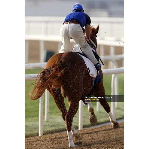 Curlin during morning track works at Nad El Sheba racetrack Dubai, Nad El Sheba, 24th march 2008 ph. Stefano Grasso
