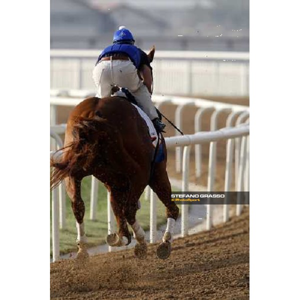 Curlin during morning track works at Nad El Sheba racetrack Dubai, Nad El Sheba, 24th march 2008 ph. Stefano Grasso