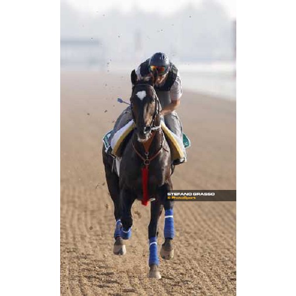 Latency during morning track works at Nad El Sheba racetrack Dubai, Nad El Sheba, 24th march 2008 ph. Stefano Grasso