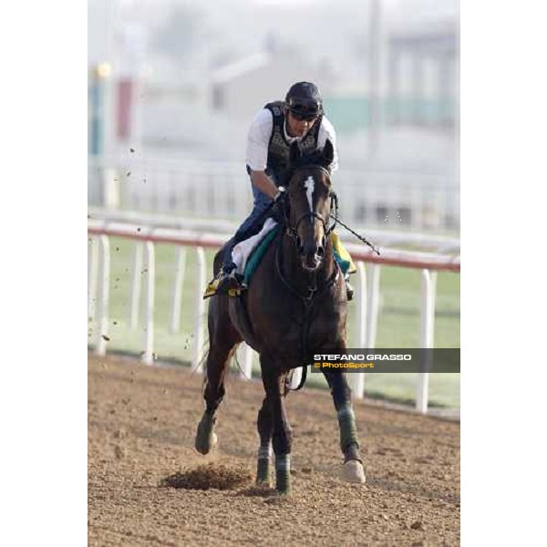 Vodka during morning track works at Nad El Sheba racetrack Dubai, Nad El Sheba, 24th march 2008 ph. Stefano Grasso