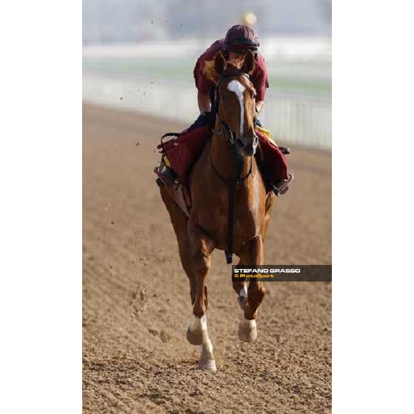 Majestic Roi during morning track works at Nad El Sheba racetrack Dubai, Nad El Sheba, 24th march 2008 ph. Stefano Grasso