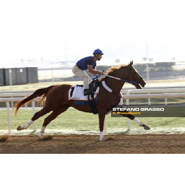 Curlin during morning track works at Nad El Sheba racetrack Dubai, Nad El Sheba, 24th march 2008 ph. Stefano Grasso