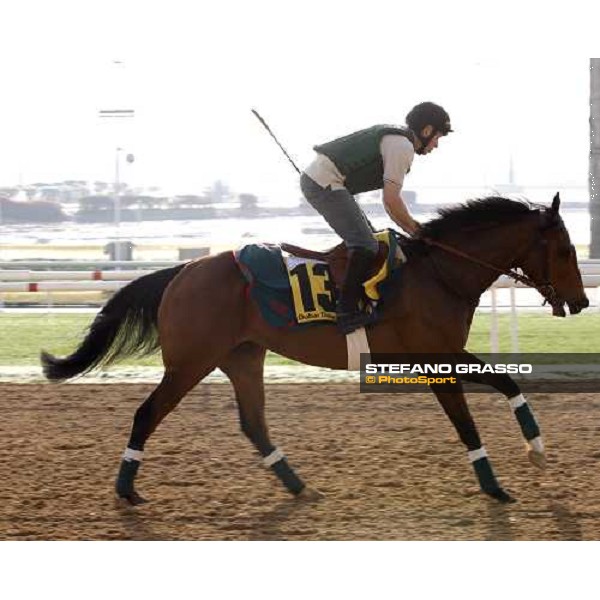 Darjina during morning track works at Nad El Sheba racetrack Dubai, Nad El Sheba, 24th march 2008 ph. Stefano Grasso