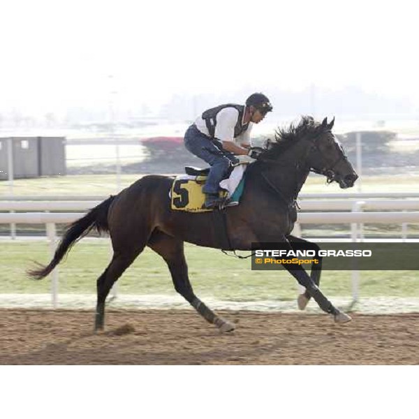 Vodka during morning track works at Nad El Sheba racetrack Dubai, Nad El Sheba, 24th march 2008 ph. Stefano Grasso