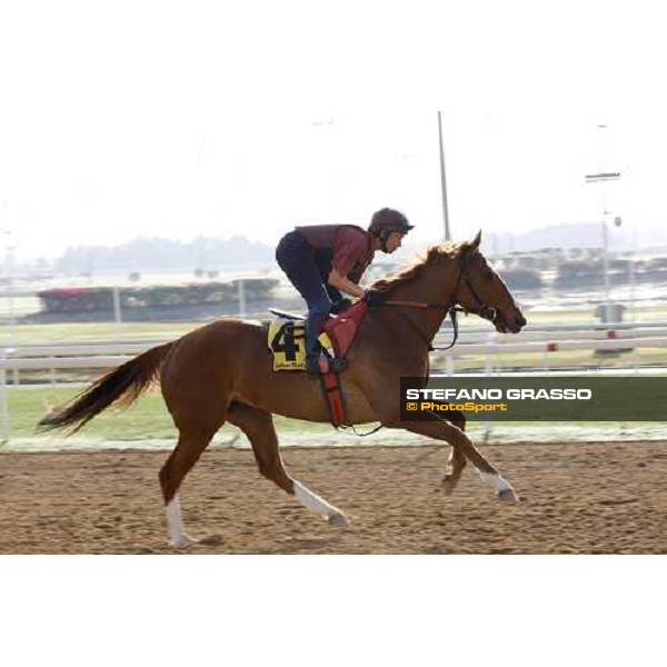 Majestic Roi during morning track works at Nad El Sheba racetrack Dubai, Nad El Sheba, 24th march 2008 ph. Stefano Grasso