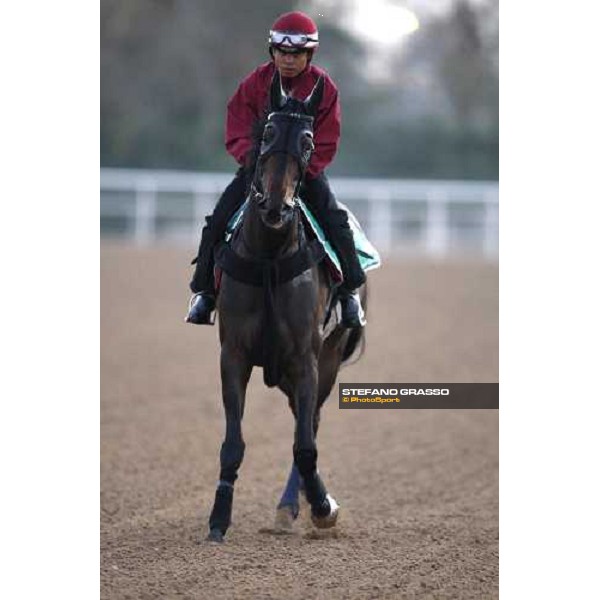 Viva Pataca after morning track works at Nad El Sheba training track Nad El Sheba, 26th march 2008 ph. Stefano Grasso