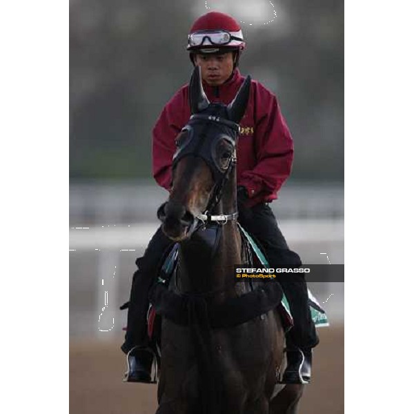 close up for Viva Pataca after morning track works at Nad El Sheba training track Nad El Sheba, 26th march 2008 ph. Stefano Grasso