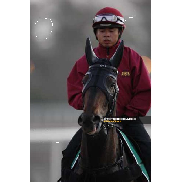 close up for Viva Pataca after morning track works at Nad El Sheba training track Nad El Sheba, 26th march 2008 ph. Stefano Grasso