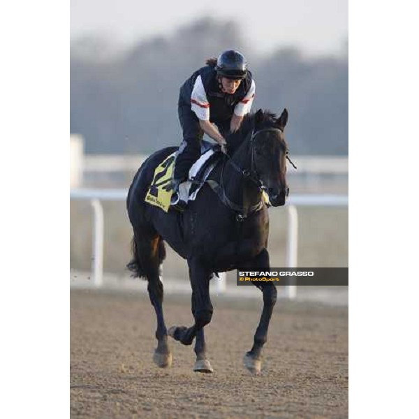Linngari working at Nad El Sheba training track Nad El Sheba, 26th march 2008 ph. Stefano Grasso