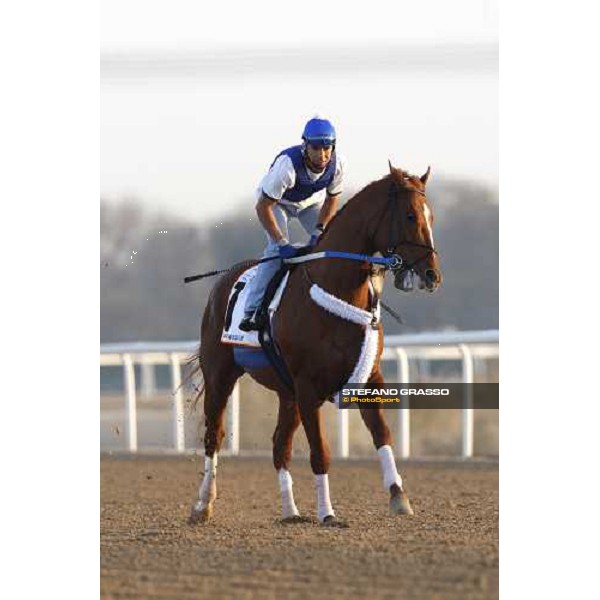 Curlin working at Nad El Sheba training track Nad El Sheba, 26th march 2008 ph. Stefano Grasso