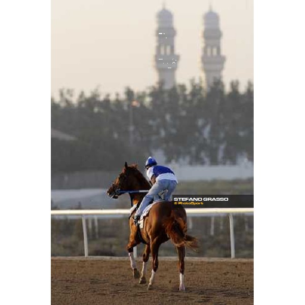 Curlin working at Nad El Sheba training track Nad El Sheba, 26th march 2008 ph. Stefano Grasso